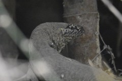 Varanus bengalensis
