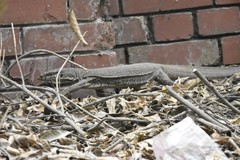 Varanus bengalensis
