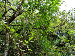 Photinia beauverdiana