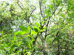 Photinia beauverdiana