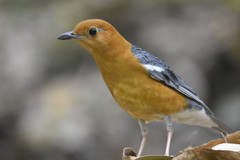 Geokichla citrina