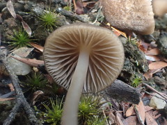 Entoloma cystidiosum