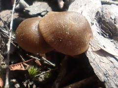 Entoloma cystidiosum