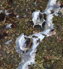 Patelloida saccharina