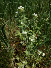 Pholistoma membranaceum