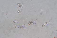 Entoloma cystidiosum