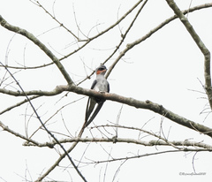 Hemiprocne coronata