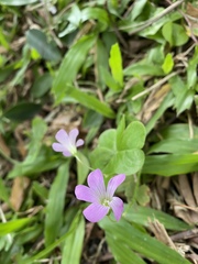 Oxalis debilis