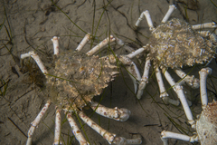 Leptomithrax gaimardii