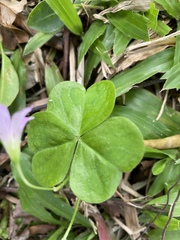 Oxalis debilis