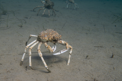 Leptomithrax gaimardii