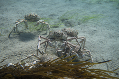 Leptomithrax gaimardii