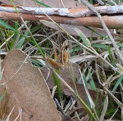 Chrysolarentia vicissata