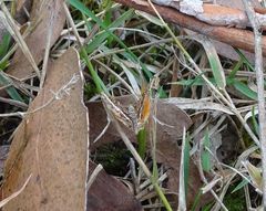 Chrysolarentia vicissata