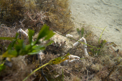 Leptomithrax gaimardii