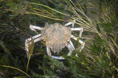 Leptomithrax gaimardii