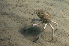 Leptomithrax gaimardii