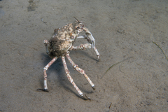 Leptomithrax gaimardii