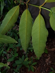 Garcinia intermedia