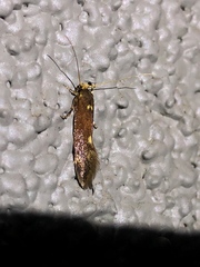 Opogona omoscopa