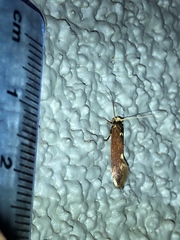 Opogona omoscopa
