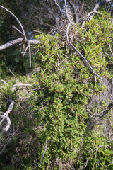 Tetragonia implexicoma