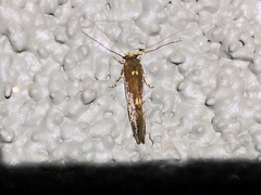 Opogona omoscopa