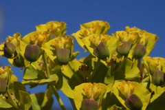 Euphorbia rigida