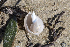 Semicassis semigranosa