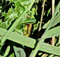 Vanessa itea