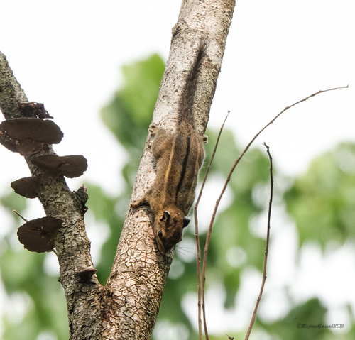Himalayan Striped Squirrel