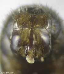 Lasioglossum malachurum