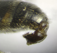 Lasioglossum malachurum