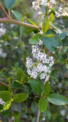 Ceanothus oliganthus sorediatus