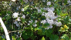 Ceanothus oliganthus sorediatus