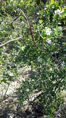 Ceanothus oliganthus sorediatus