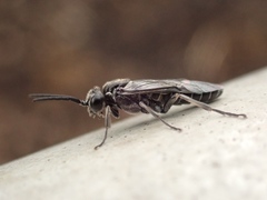 Periclista lineolata