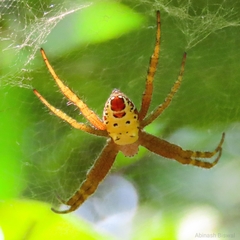 Cyrtophora cylindroides