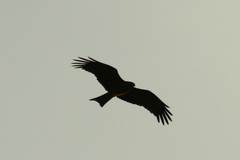 Milvus migrans
