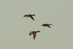 Anas platyrhynchos