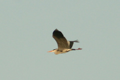 Ardea cinerea