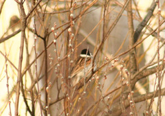 Emberiza schoeniclus