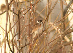 Emberiza schoeniclus