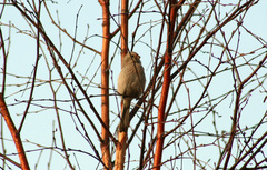 Carpodacus sibiricus