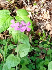 Lunaria