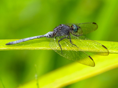 Orthetrum julia julia