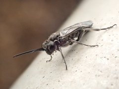 Periclista lineolata