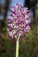 Orchis simia simia