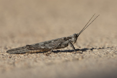Coryphistes interioris