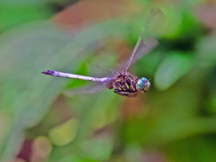 Orthetrum julia julia